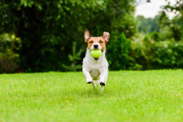 10 Tips for First-Time Pet Owners